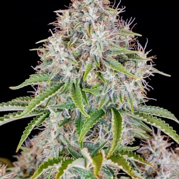 Fast Buds Original - Cinderella Auto